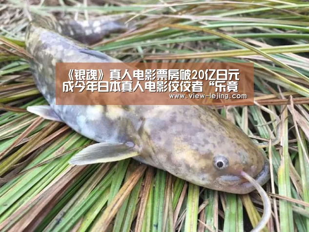 《银魂》真人电影票房破20亿日元 成今年日本真人电影佼佼者“乐竟体育app”(图2) 乐竟体育官网